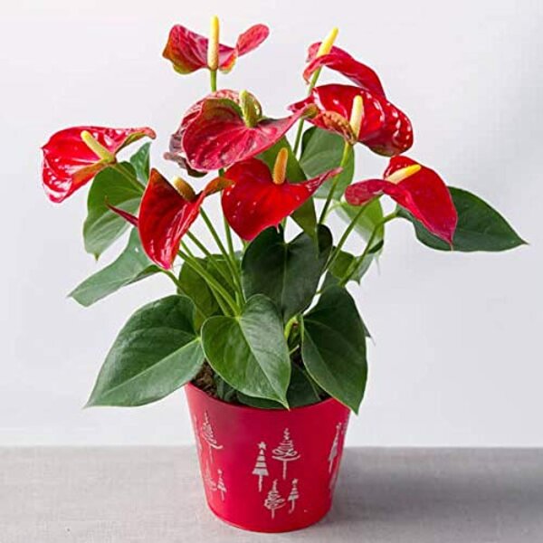 Red Anthurium Plant