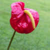 Red Anthurium Plant