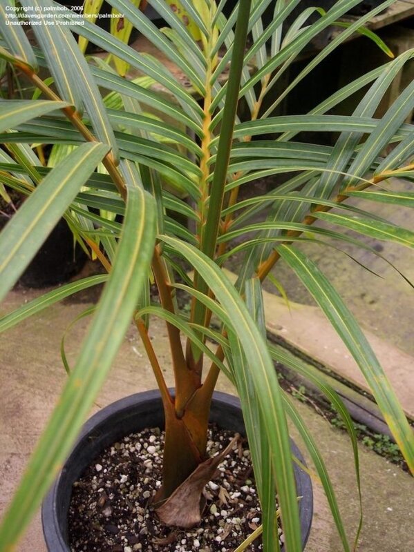 Sampen Palm Plant