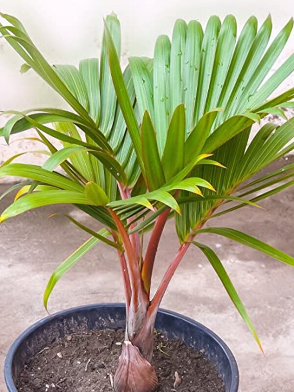 Sampen Palm Plant