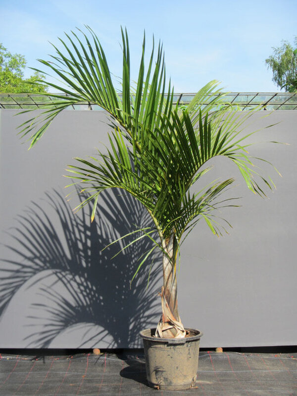 Sampen Palm Plant