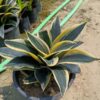 Snake-Dwarf-Variety-pli Snake Plant Dwarf Variety