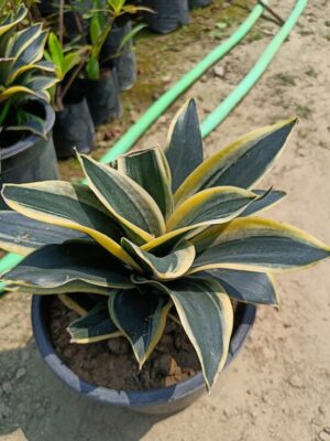 Snake Plant Dwarf Variety