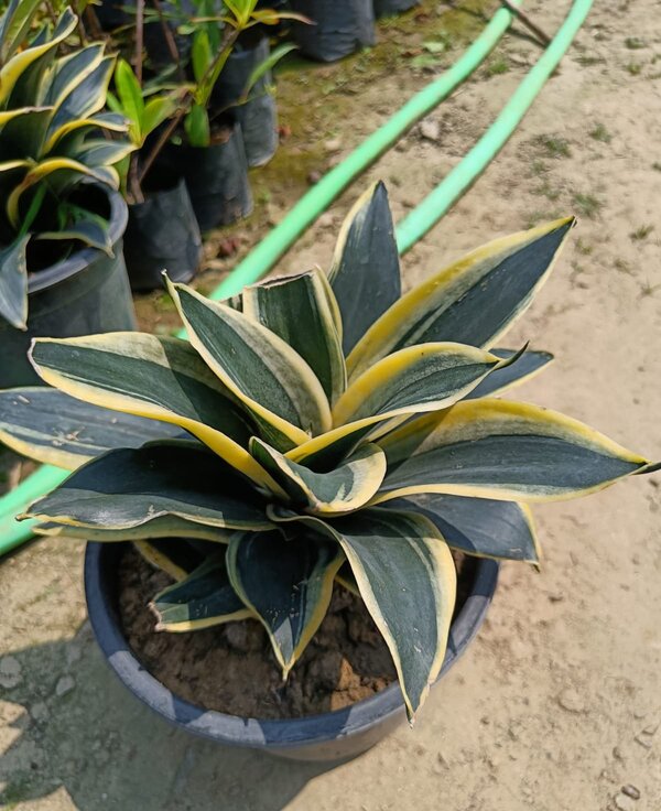 Snake-Dwarf-Variety-pli Snake Plant Dwarf Variety