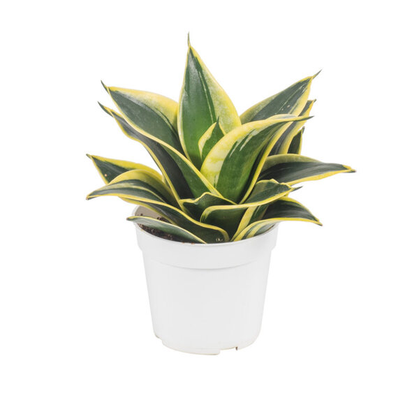 Snake-Dwarf-Variety2-pli Snake Plant Dwarf Variety