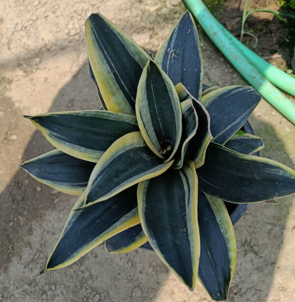 Snake-Dwarf-Variety3-pli Snake Plant Dwarf Variety