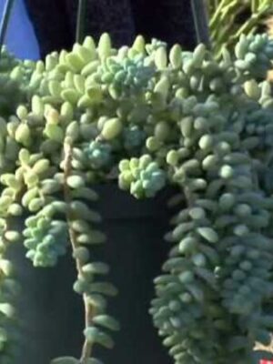 Succulent Plant