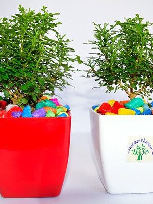 Table Kamini Plant