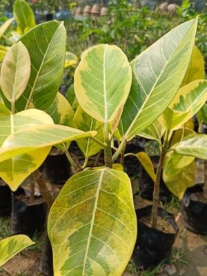Variegated Bot Plant