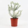 White Ghost Cactus Plant