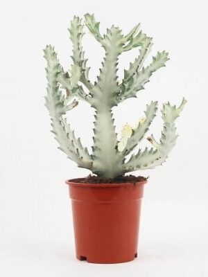 White Ghost Cactus Plant