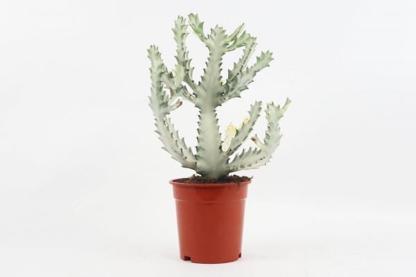 White Ghost Cactus Plant