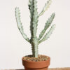 White Ghost Cactus Plant