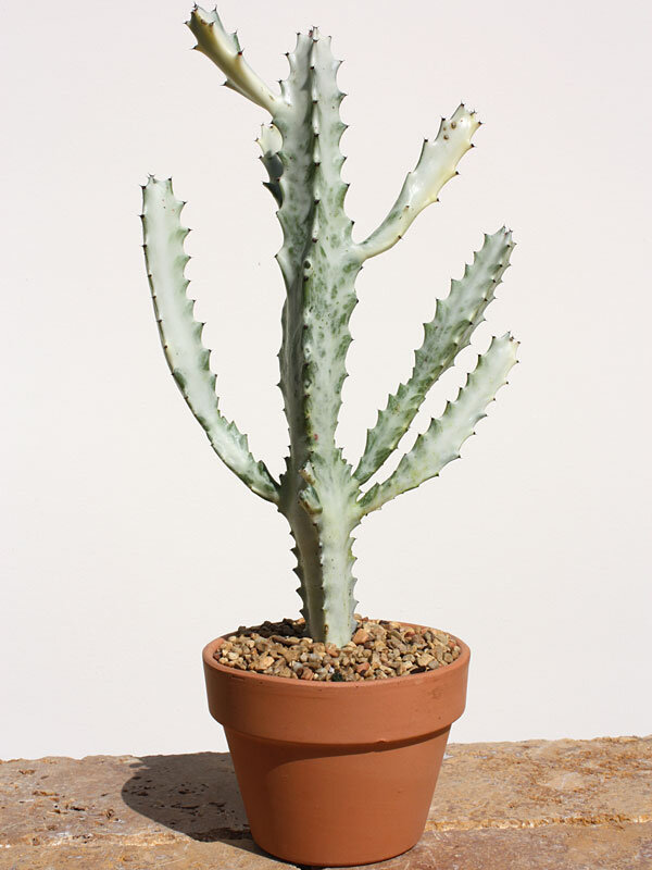 White Ghost Cactus Plant
