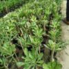 Adenium Rose, White And Blue
