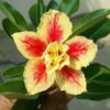Adenium Rose, Yellow And Red