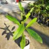 Chalta / Elephant Apple Plant
