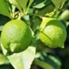 all-time-kagoji-lemon-2-pli Kagoji Lemon Plant