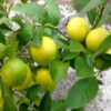 all-time-kagoji-lemon-3-pli Kagoji Lemon Plant