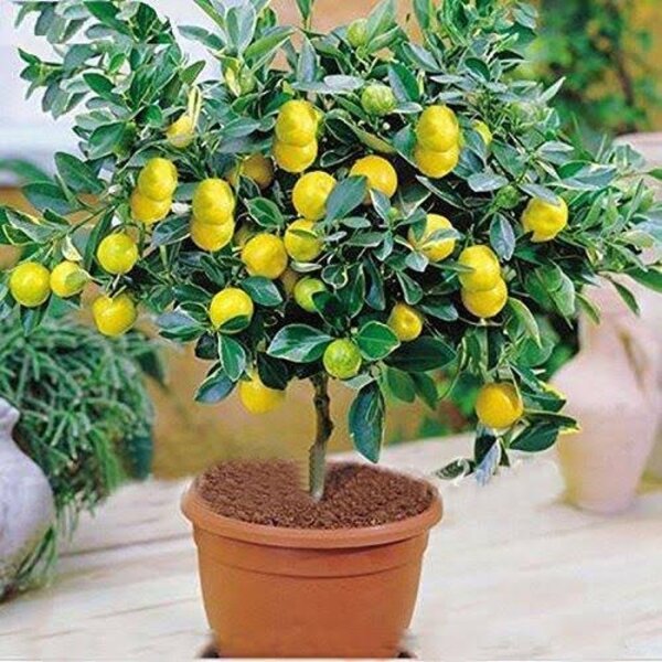 all-time-kagoji-lemon-pli Kagoji Lemon Plant