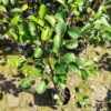 all-time-red-apple-ber-2-pli Thai Apple Ber Plant