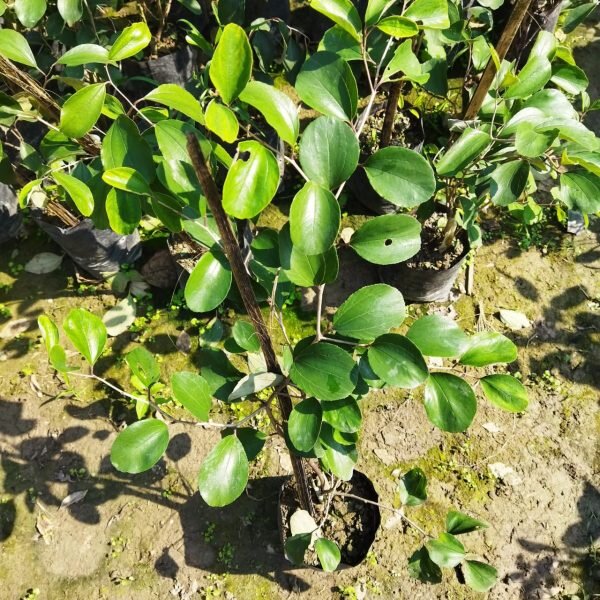 all-time-red-apple-ber-2-pli Thai Apple Ber Plant
