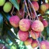 all-timethai-variety-lychee-2-pli Thai Lychee Plant