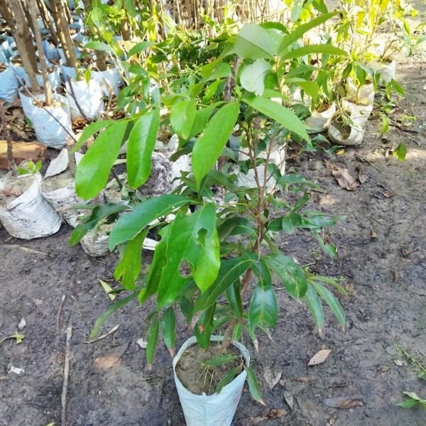all-timethai-variety-lychee-3-pli Thai Lychee Plant