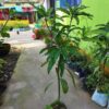 Alphonso Mango Plant