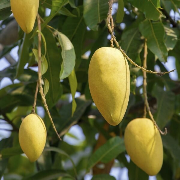 Alphonso Mango Plant