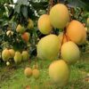 Alphonso Mango Plant