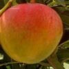 apple-mango-2-pli Apple Mango Plant