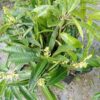 apple-mango-3-pli Apple Mango Plant