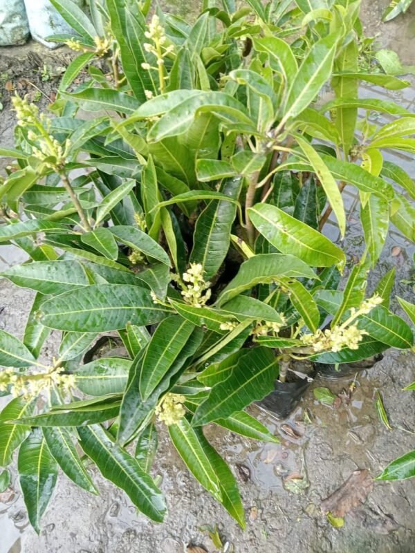 apple-mango-3-pli Apple Mango Plant