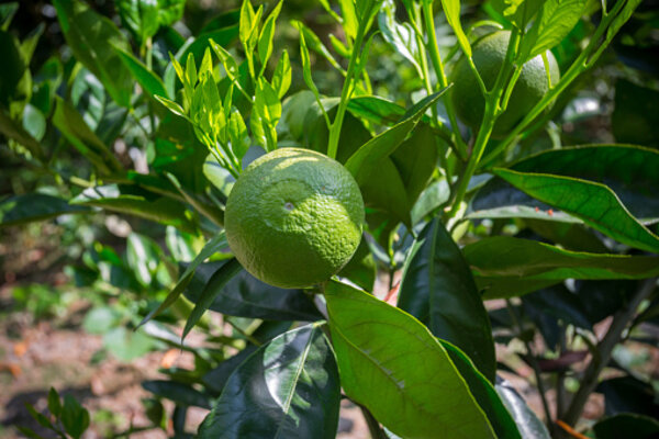 Bari 1 Malta Orange Plant