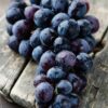 Black Grapes Plant