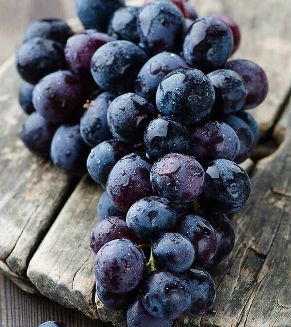 Black Grapes Plant