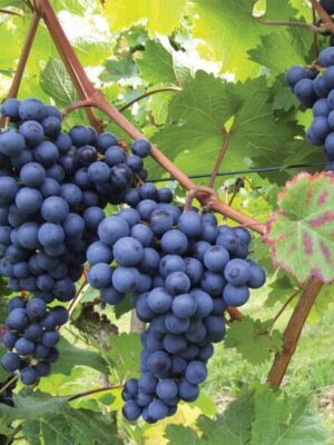 Black Grapes Plant