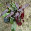 Black Stone Mango Plant