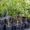Black Suriname Cherry Fruit Plant