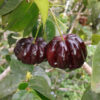 Black Suriname Cherry Fruit Plant