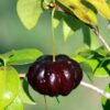 Black Suriname Cherry Fruit Plant
