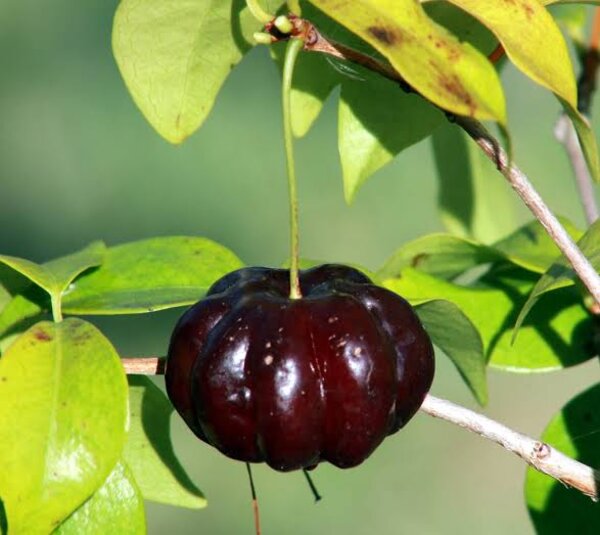 Black Suriname Cherry Fruit Plant