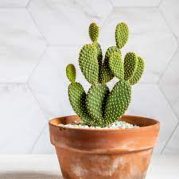 Bunny Ears Cactus Plant