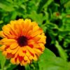 Pot Marigold Flower Plant