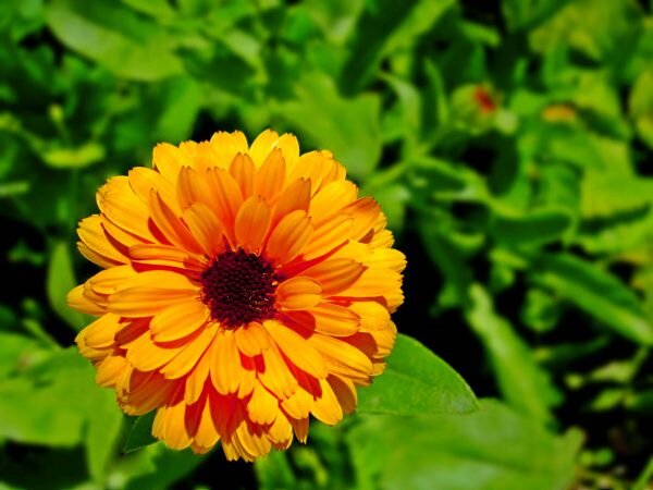 Pot Marigold Flower Plant
