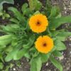 Pot Marigold Flower Plant