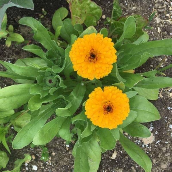 Pot Marigold Flower Plant