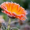 Pot Marigold Flower Plant