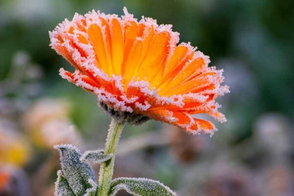 Pot Marigold Flower Plant